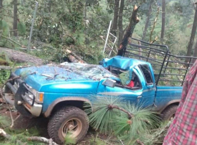 Árbol se desploma sobre una camioneta y mata a un hombre, en Tingambato