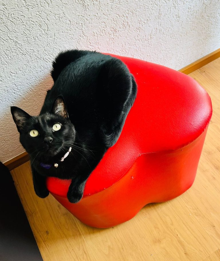 Protectoras de animales cierran adopciones de gatos y perros blanco, negro y combinados ante supersticiones de temporada