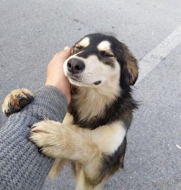 23 de septiembre: Día del Perro Adoptado, rescates rebasan 80 % adopciones