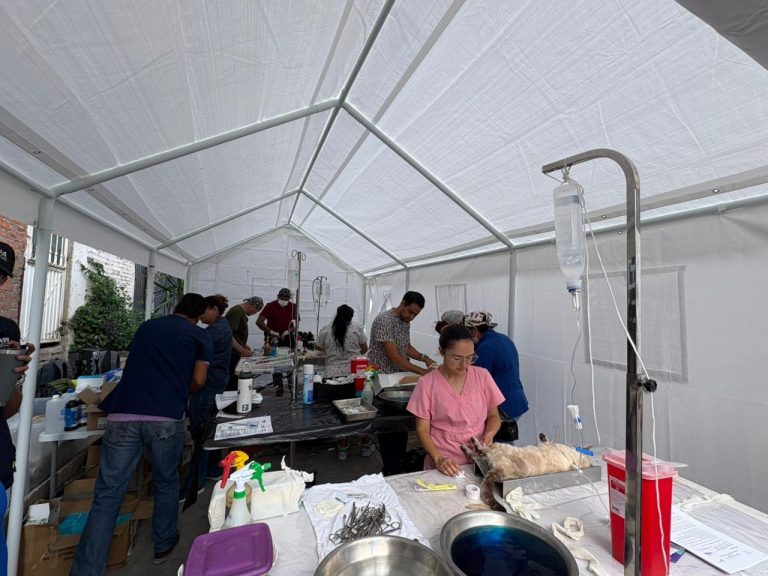 Ayuntamiento impulsa jornada del Instituto Moreliano de Atención Animal en Puerto de Buenavista