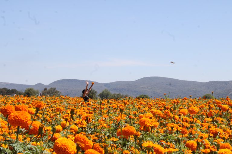 Fotos y videos aéreos, la opción instagrameable desde los campos de flores en Copándaro