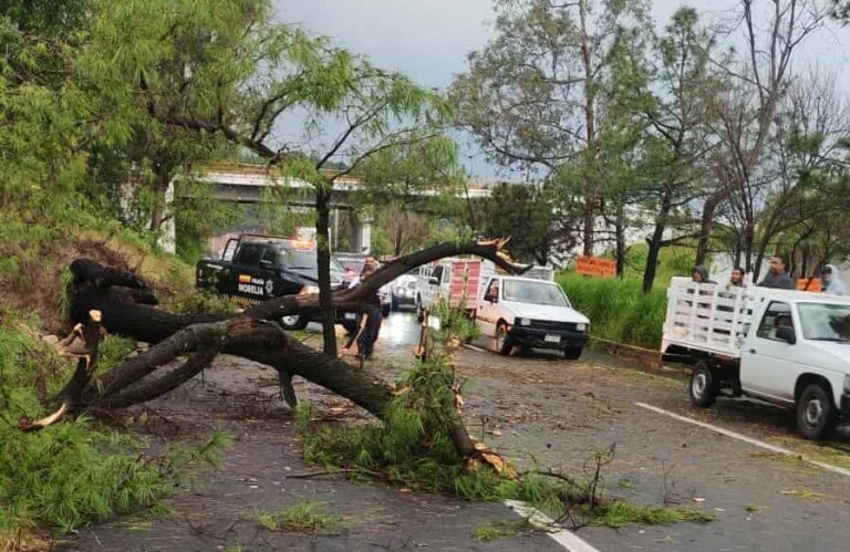 Árbol caído bloquea la carretera Morelia–Pátzcuaro; bomberos liberan el paso