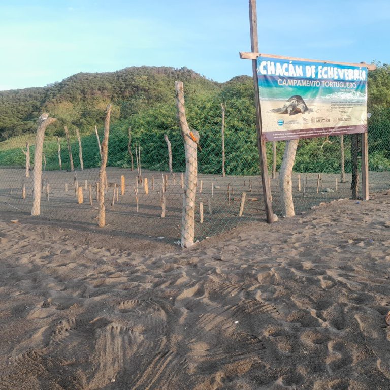 Compesca concluye entrega de apoyos a campamentos tortugueros en la costa michoacana