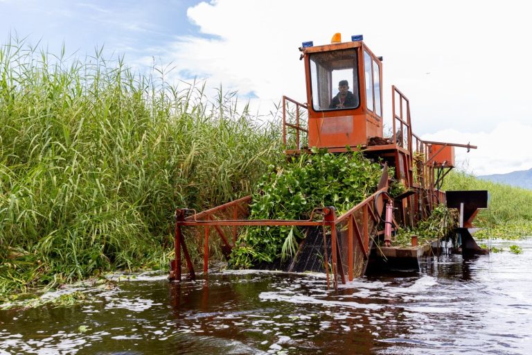 Inicia programa para rehabilitar más de 60 hectáreas del lago de Cuitzeo
