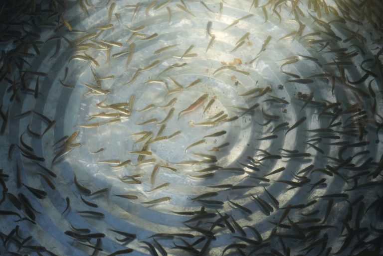 Liberan 30 mil crías de pez blanco y acúmara en el lago de Pátzcuaro