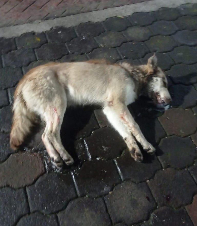 Asociaciones animalistas de Michoacán gritan “¡Ya basta!” al envenenamiento masivo de perros y gatos