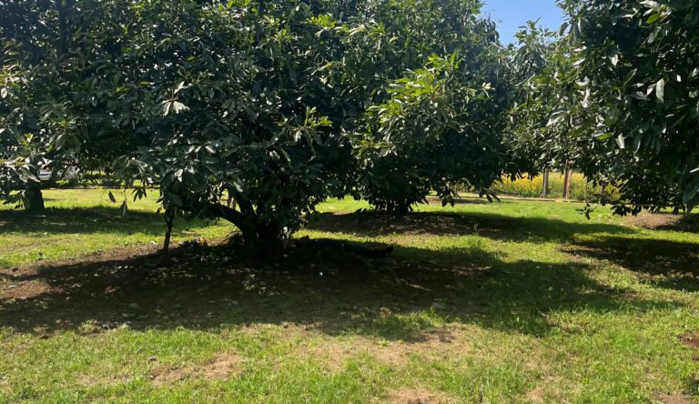 Cortador de aguacate muere electrocutado, en huerta de Los Reyes