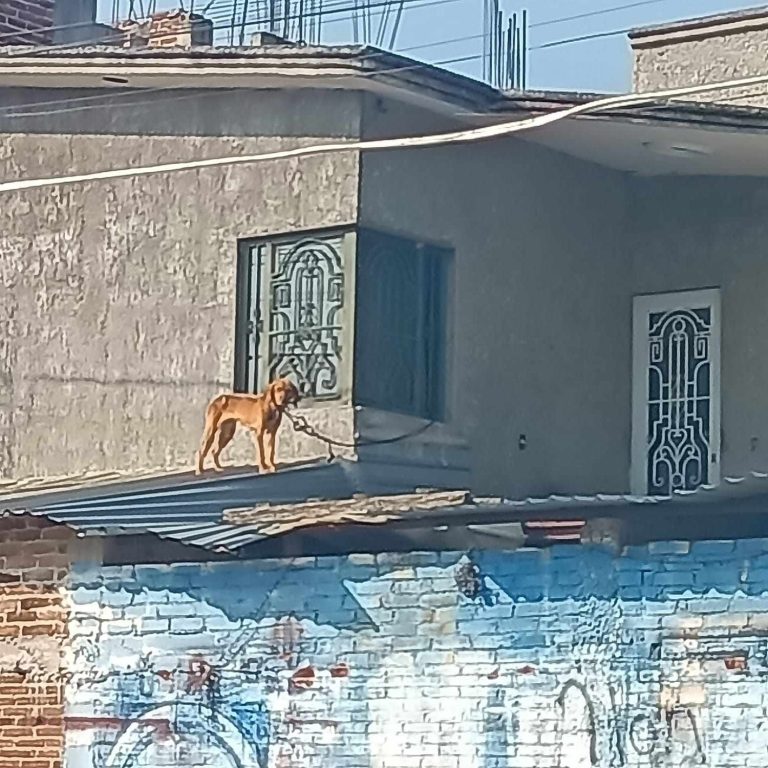 Maravatío, territorio del horror animal: exigen a la FGE detener la impunidad