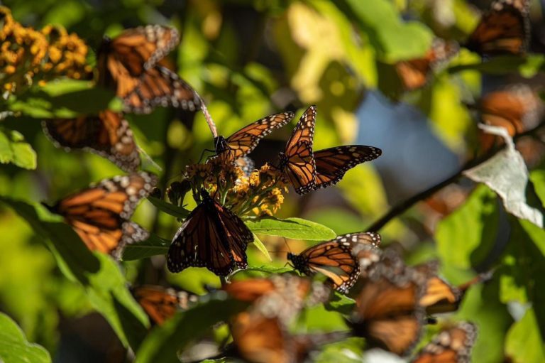 Santuarios de la Mariposa Monarca en Michoacán contarán con red eléctrica