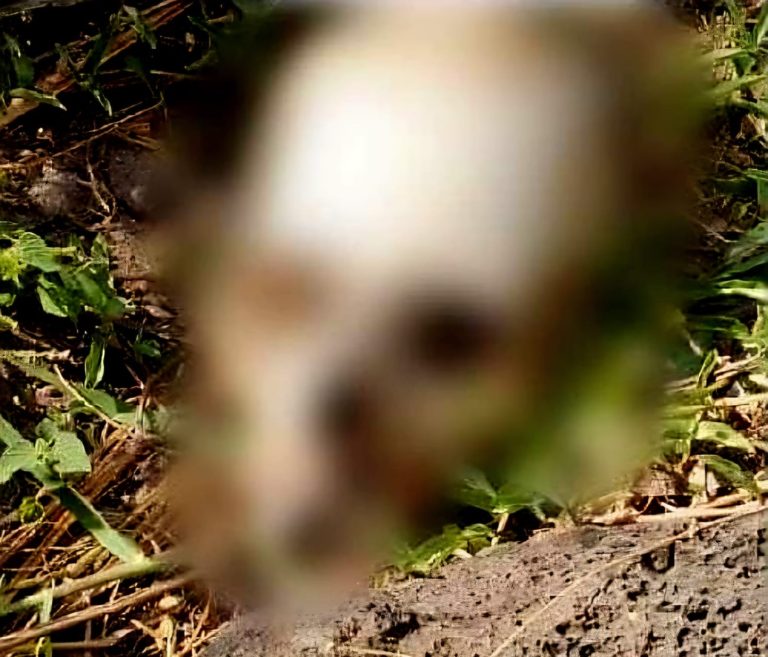 Localizan restos óseos en terrero rústico de Puruándiro