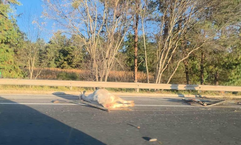 Camioneta se accidenta tras atropellar un semoviente en la autopista Siglo XXI