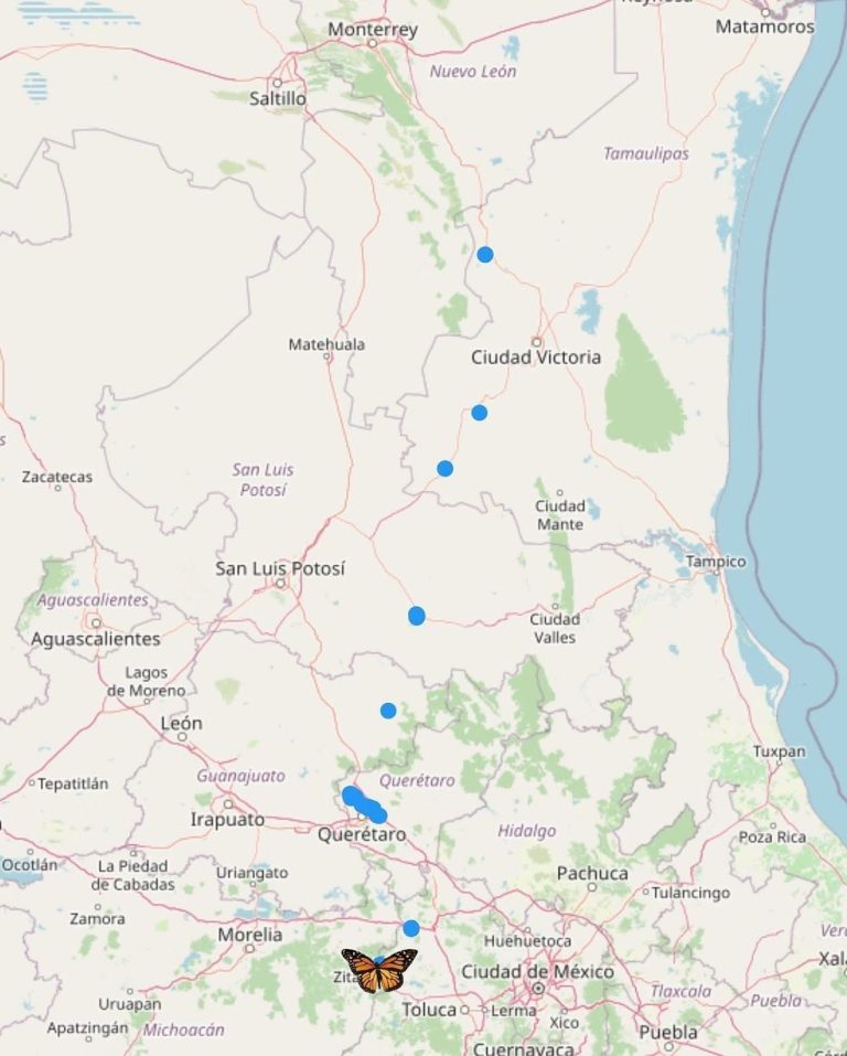 Llegó la primera Mariposa Monarca con transmisor satelital a Michoacán