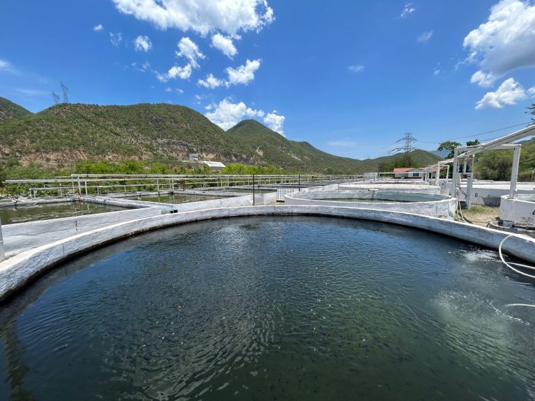 Producción de crías de tilapia en Michoacán alcanzará los 6 millones al cierre del año